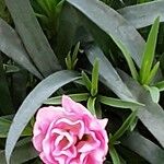 Dianthus caryophyllus Flor