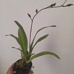 Oncidium baueri Φύλλο