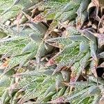 Deuterocohnia brevifolia Leaf