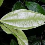 Strychnos peckii Leaf