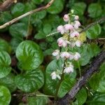 Pyrola asarifolia Цветок