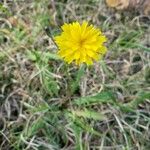 Scorzoneroides autumnalis Blüte