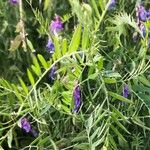 Vicia cracca Hoja