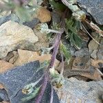 Artemisia genipi Leaf