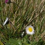 Bellis pappulosa Habit