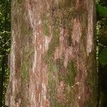 Pouteria flavilatex Bark