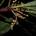 Clavija costaricana Fruit