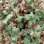 Geranium macrorrhizum L.Blad