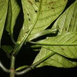 Psychotria panamensis Ліст