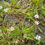 Sisyrinchium rosulatum Цветок