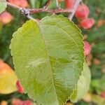 Malus baccata Leaf