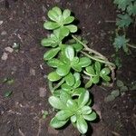 Sedum cepaea L.Ліст