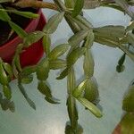 Schlumbergera bridgesii Fulla