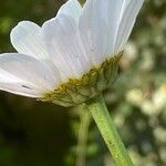 Leucanthemum adustum Blomma