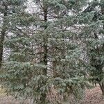 Abies concolor Облик