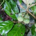 Solanum paniculatum Fruto