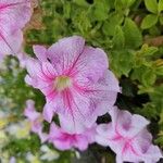 Petunia x atkinsiana Flors