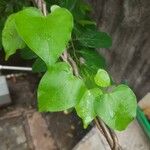 Tinospora cordifolia 葉