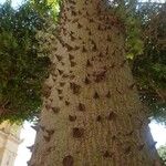 Ceiba speciosa Kôra