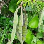 Acacia nilotica Frucht