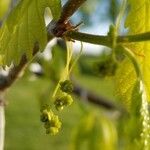 Quercus alba Flower