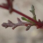 Senecio gallicus Blatt