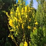 Cytisus scopariusFlors