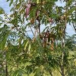 Leucaena leucocephalaBlatt