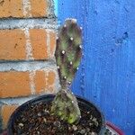 Opuntia elata List