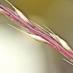 Vulpia unilateralis その他の提案