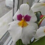 Miltoniopsis phalaenopsisফুল