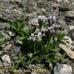 Arabis caerulea Habitus