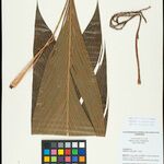 Geonoma leptospadix Hoja