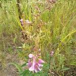 Desmodium canadense Blüte