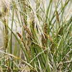 Carex myosuroides Hàbitat