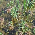 Veronica catenata Hoja