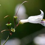 Penstemon arkansanus Žiedas