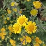Inula spiraeifolia Flower