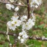 Prunus spinosa Fiore