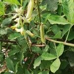 Crotalaria ochroleuca Fruto