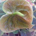 Anthurium andraeanum Flower