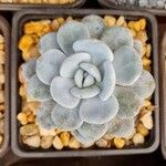 Echeveria laui ഇല