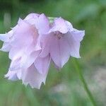 Allium narcissiflorum Flower