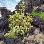 Opuntia ficus-indicaLapas