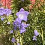 Campanula rotundifoliaFloro