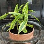 Dracaena braunii叶