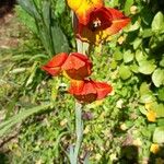 Gladiolus daleniiDeilen