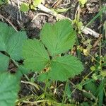 Geum urbanum Blad