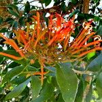 Erythrina americana Flower