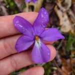 Viola pedata Květ